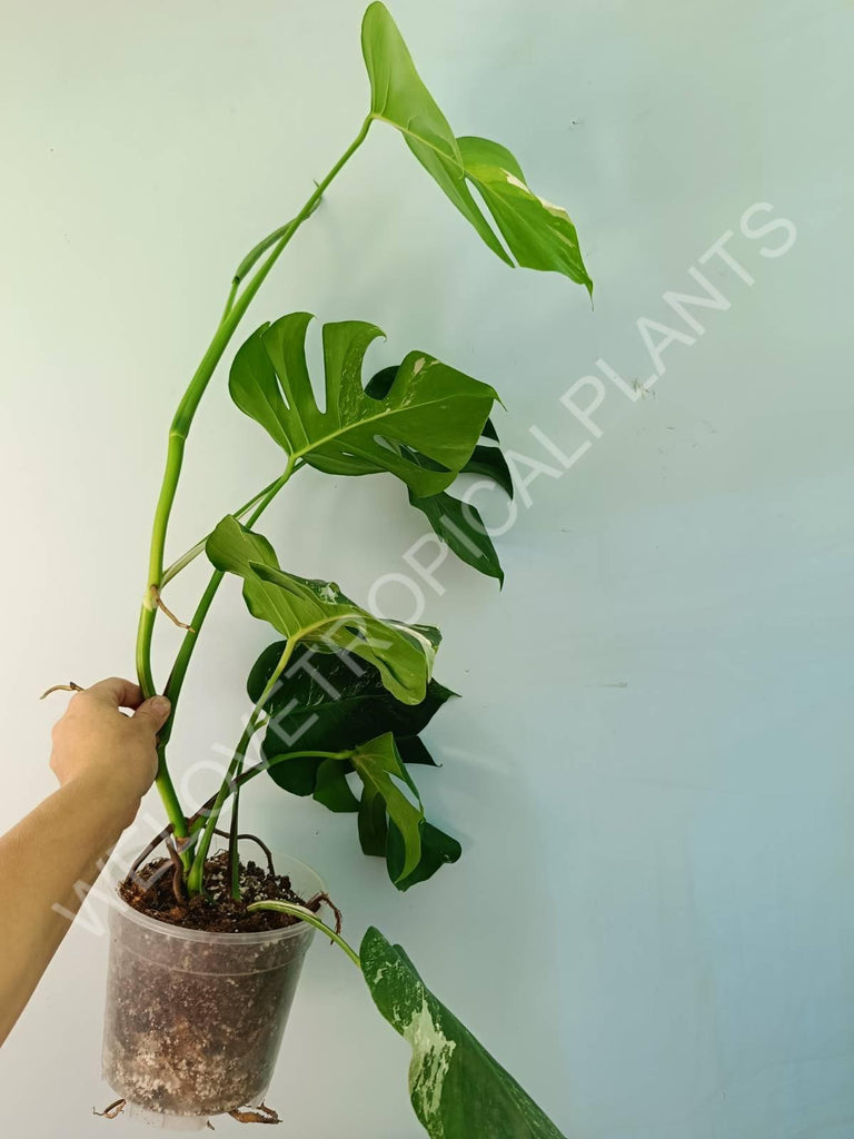 Monstera variegata albo