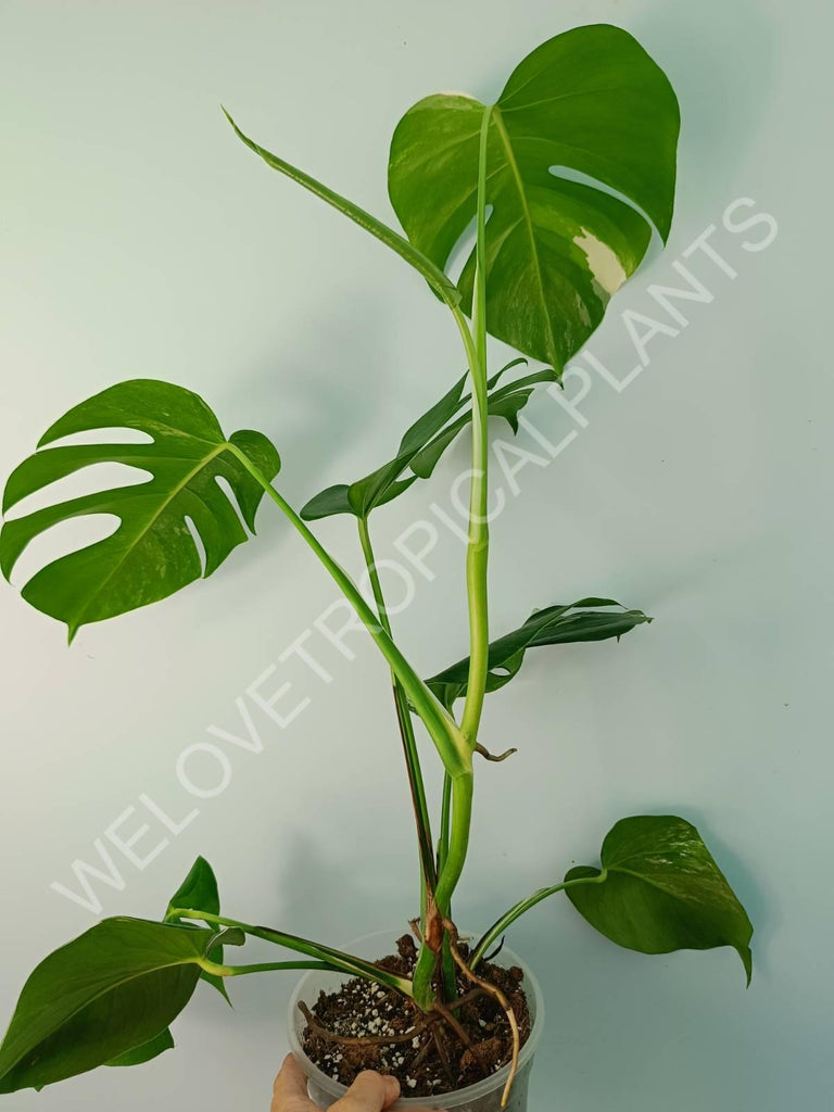 Monstera variegata albo