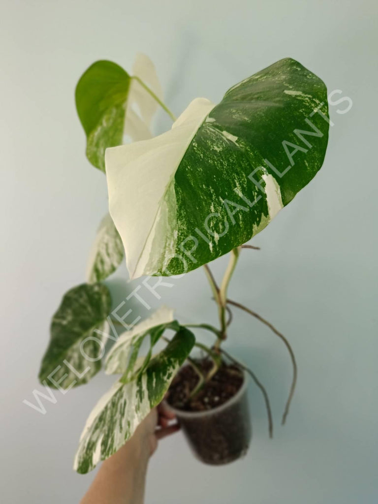 Monstera variegata albo