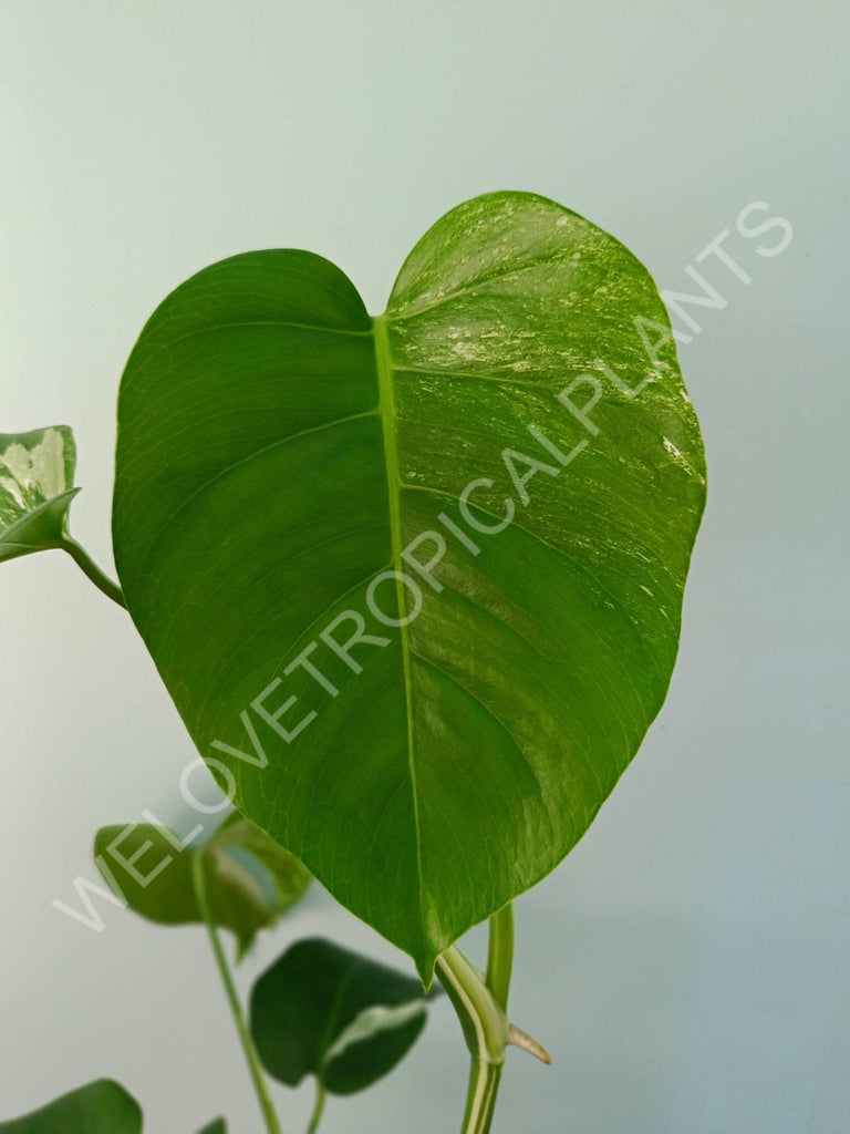 Monstera variegata albo