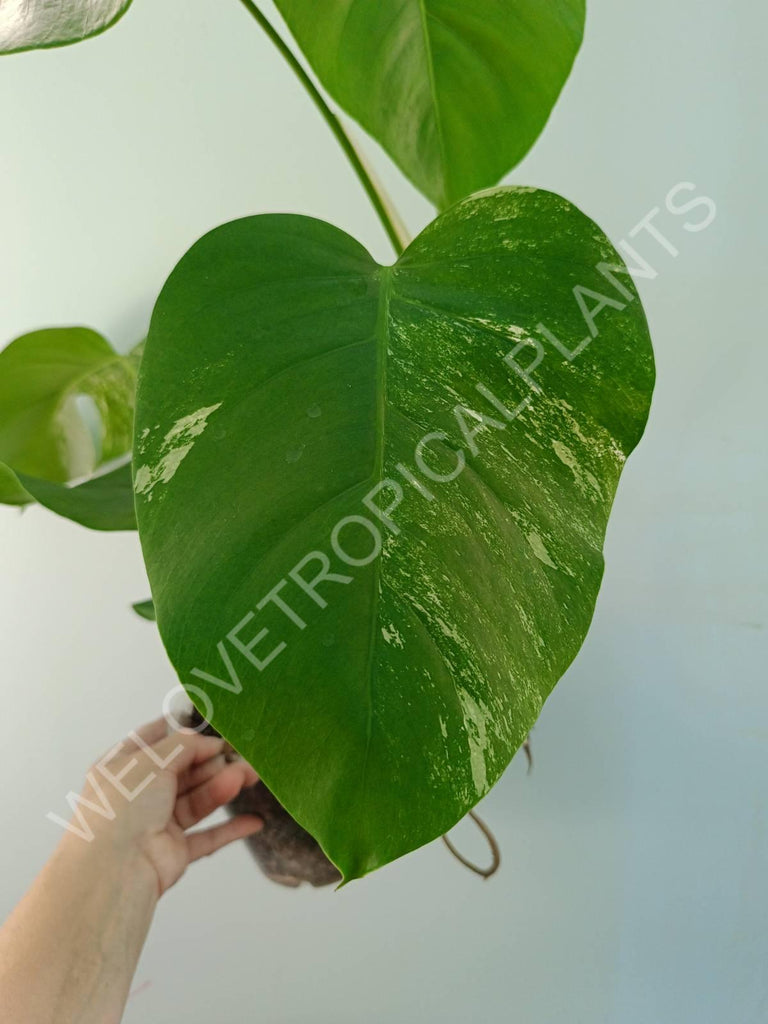 Monstera variegata albo