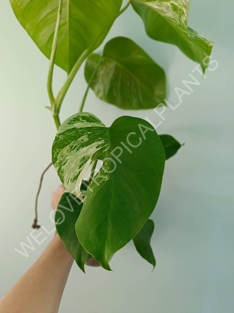 Monstera variegata albo