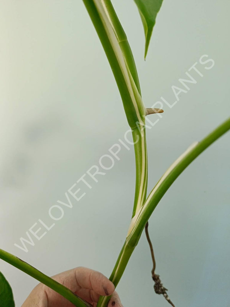 Monstera variegata albo