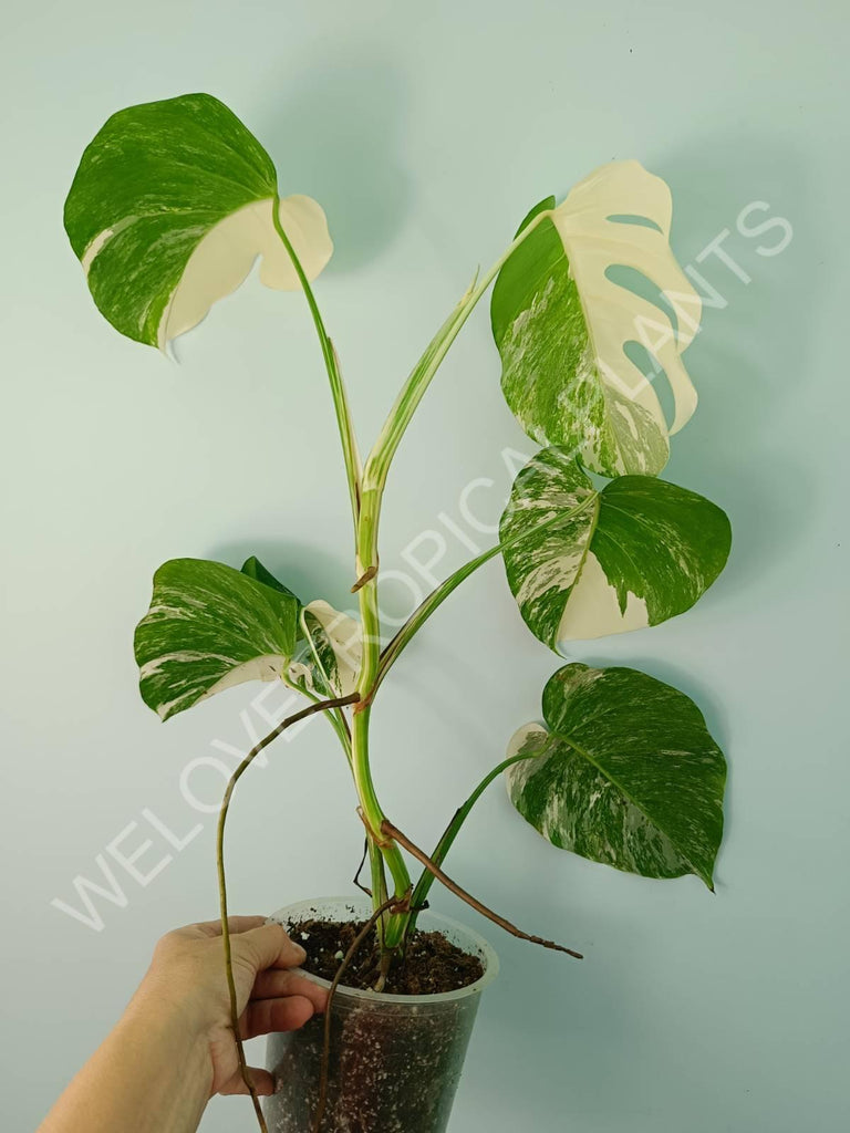 Monstera variegata albo