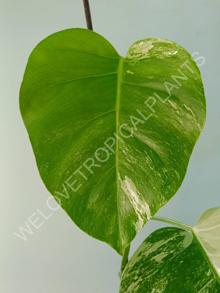 Monstera variegata albo