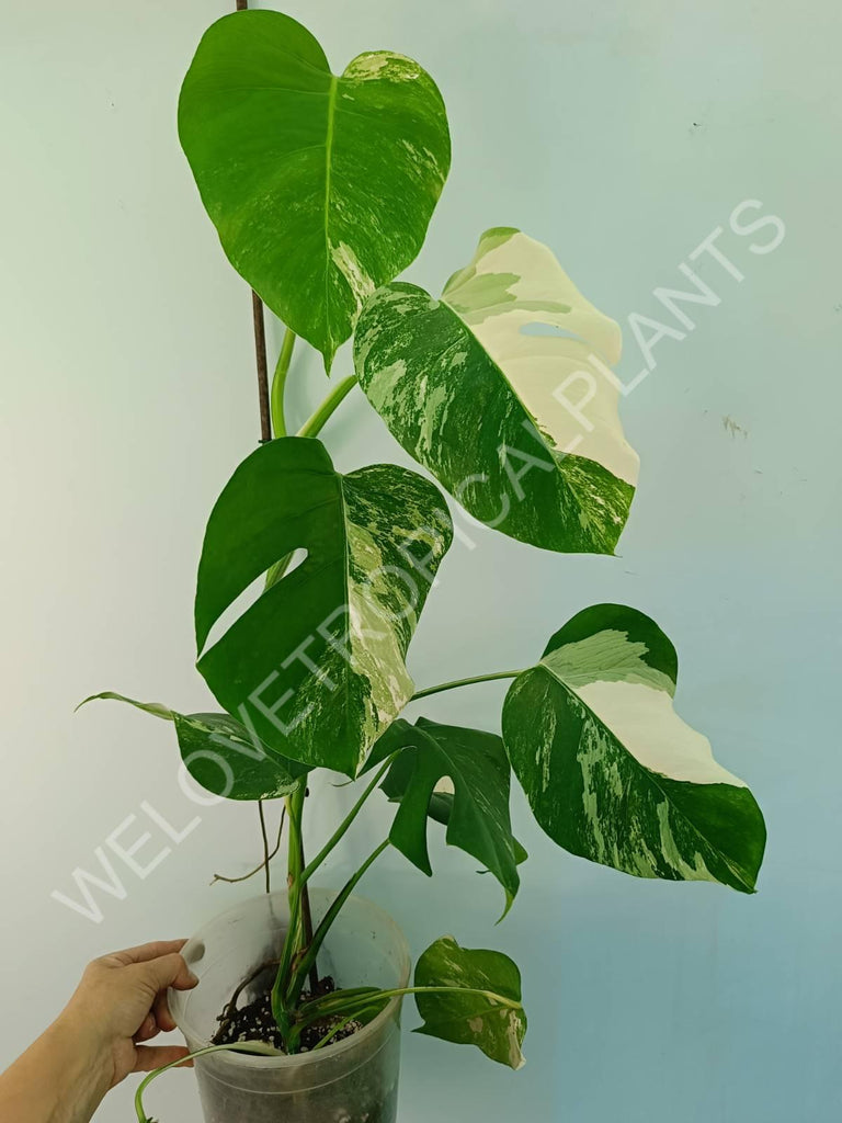 Monstera variegata albo