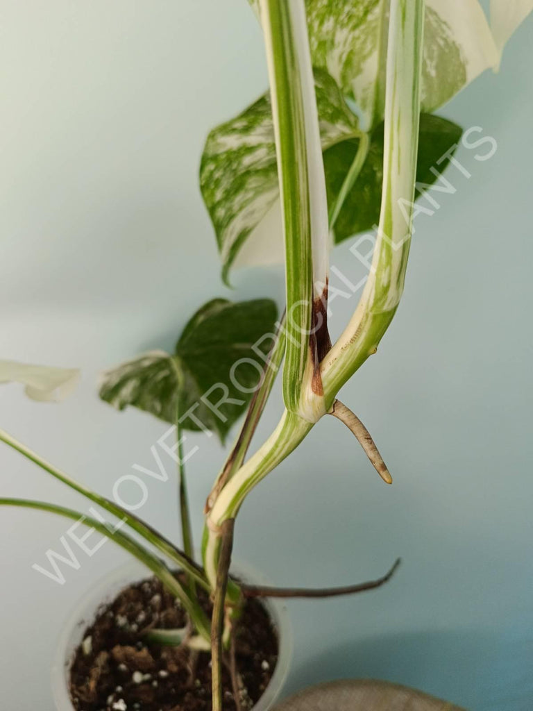 Monstera variegata albo