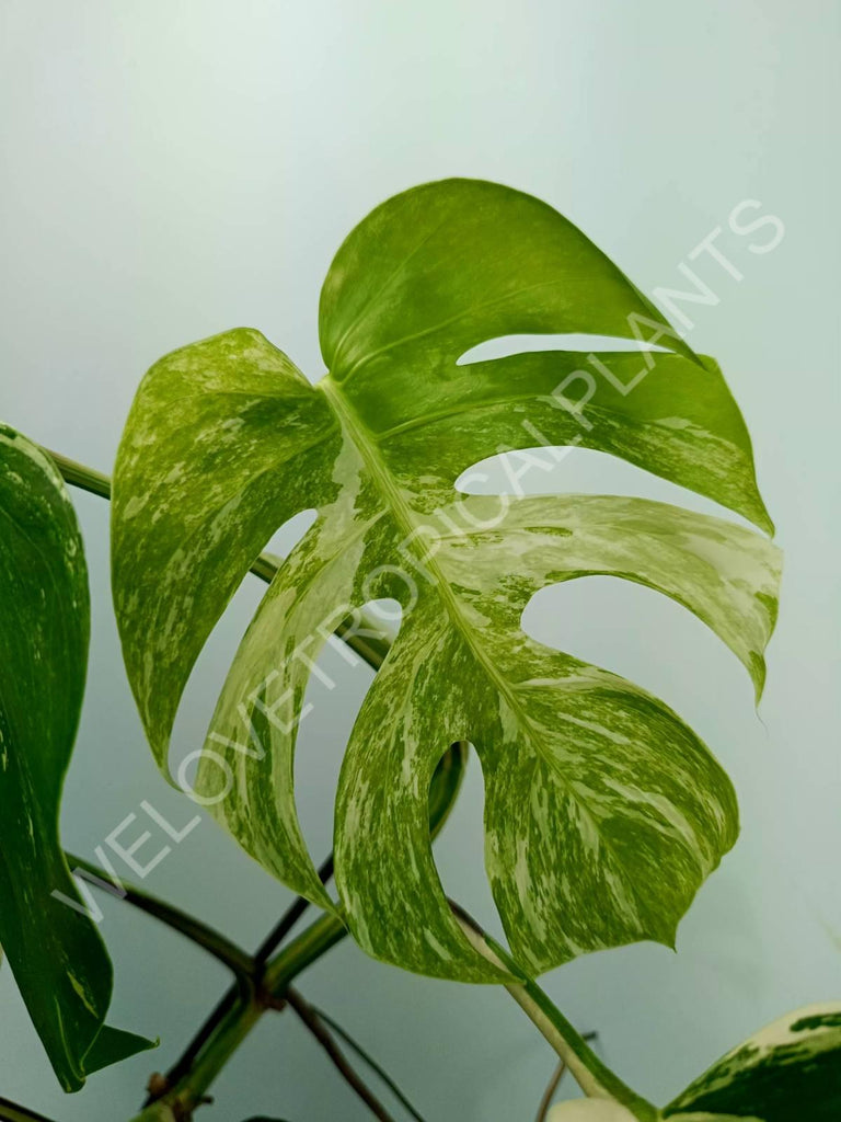 Monstera variegata albo XXL