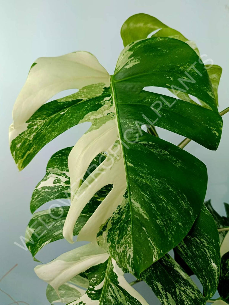 Monstera variegata albo XXL