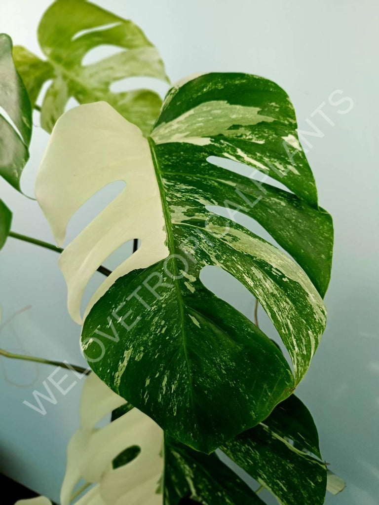 Monstera variegata albo XXL