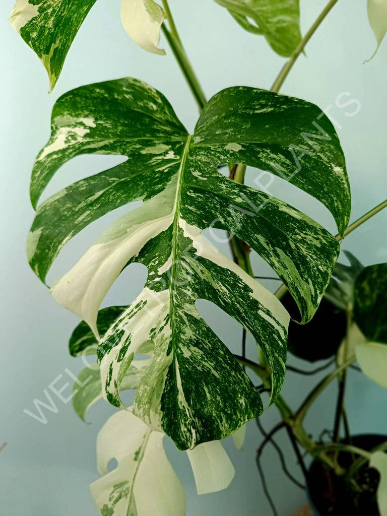 Monstera variegata albo XXL