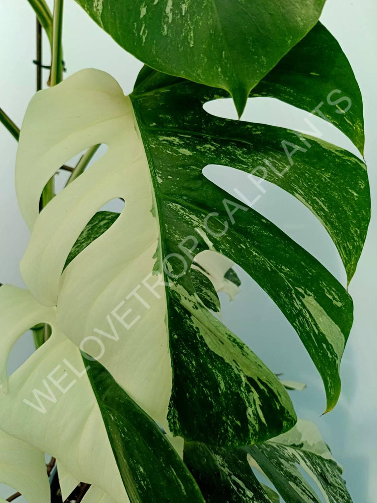 Monstera variegata albo XXL