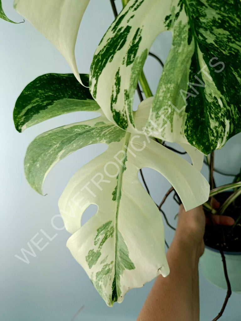 Monstera variegata albo XXL