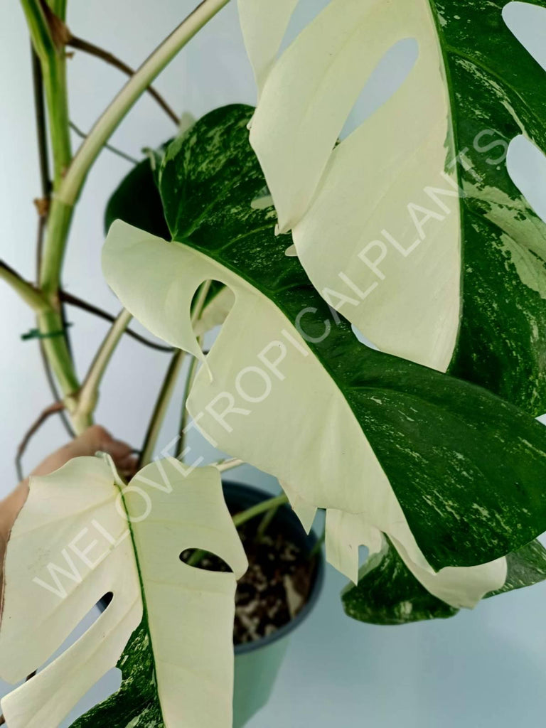 Monstera variegata albo XXL