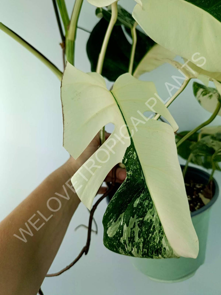 Monstera variegata albo XXL