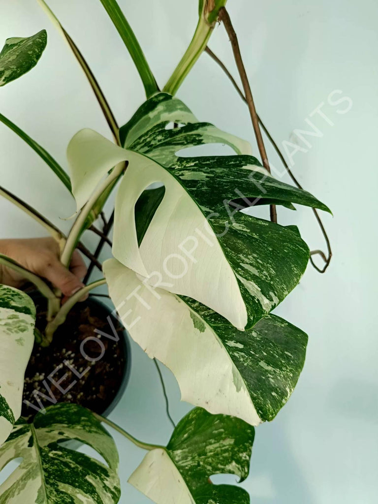 Monstera variegata albo XXL