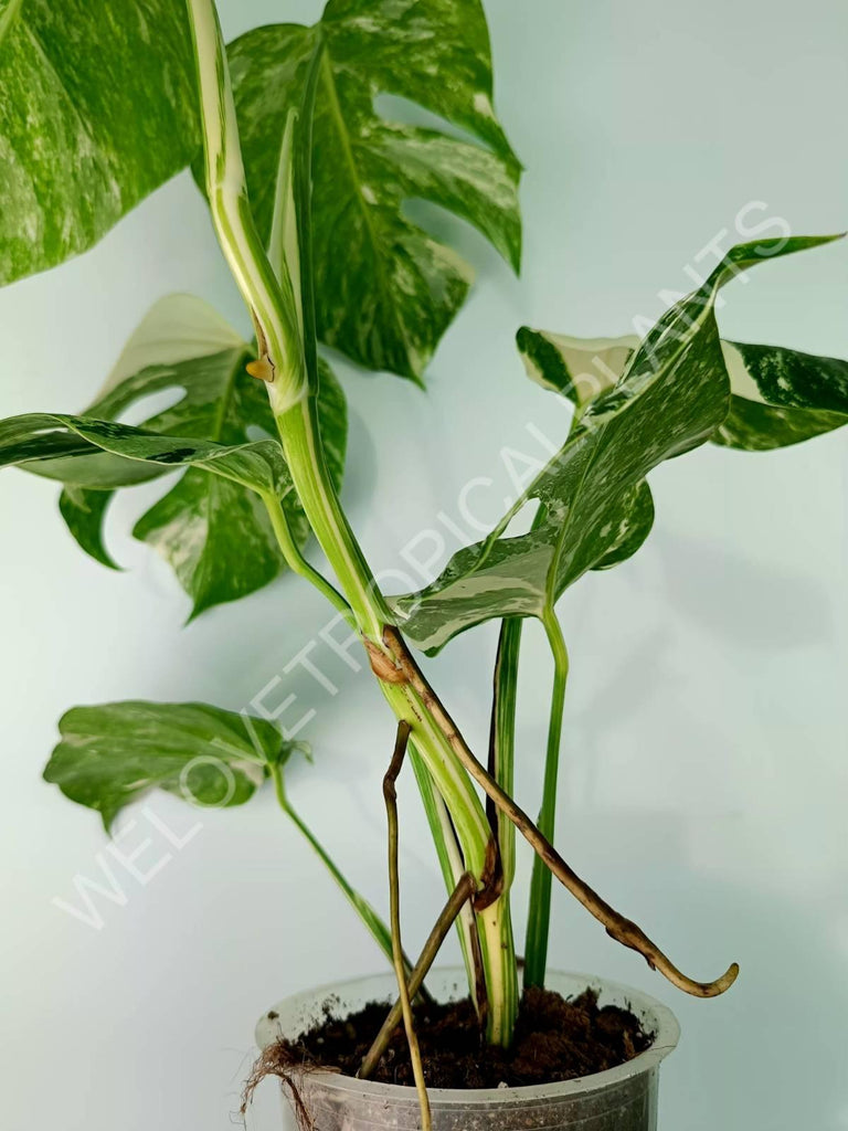 Monstera variegata albo