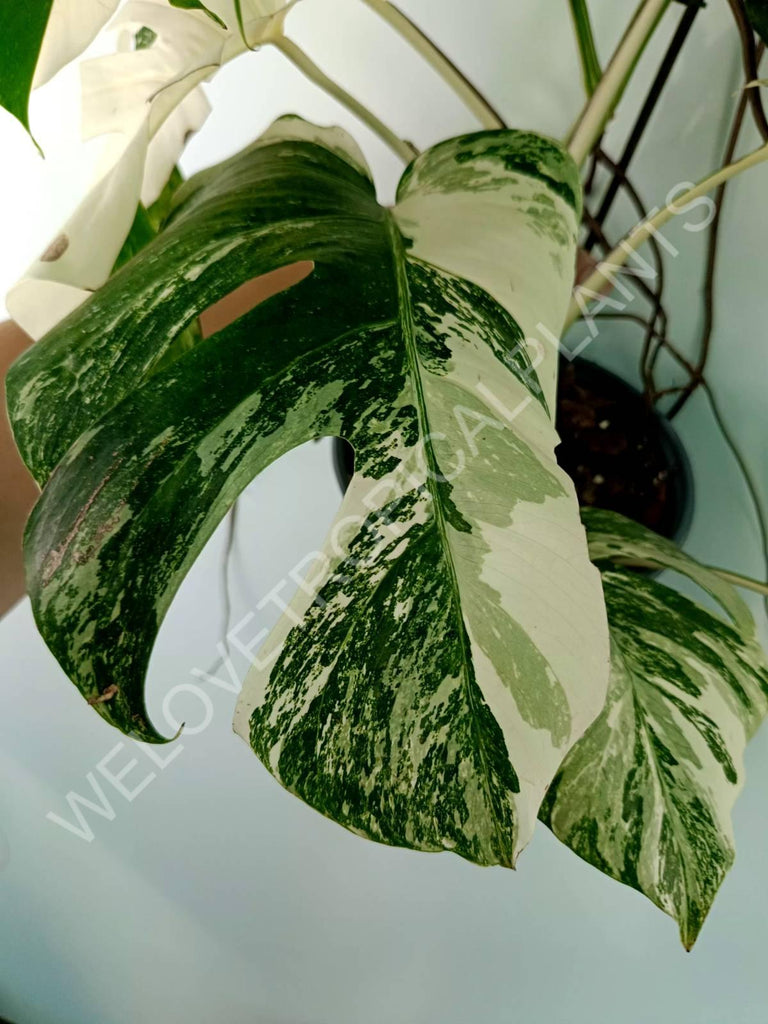 Monstera variegata albo XXL