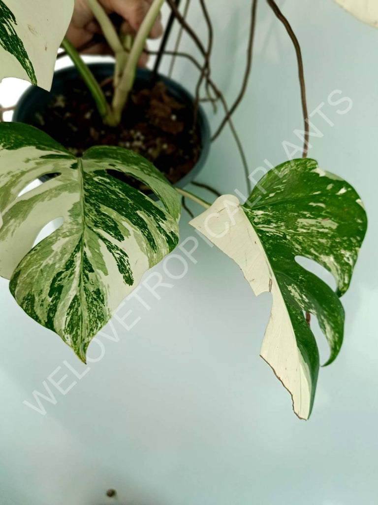 Monstera variegata albo XXL