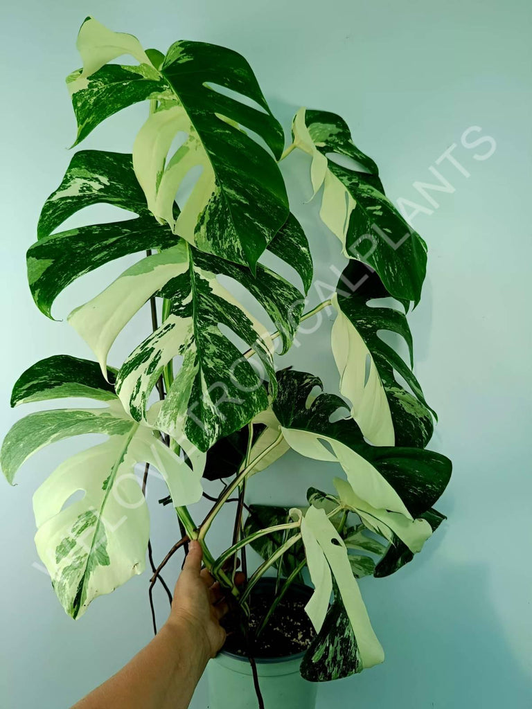 Monstera variegata albo XXL