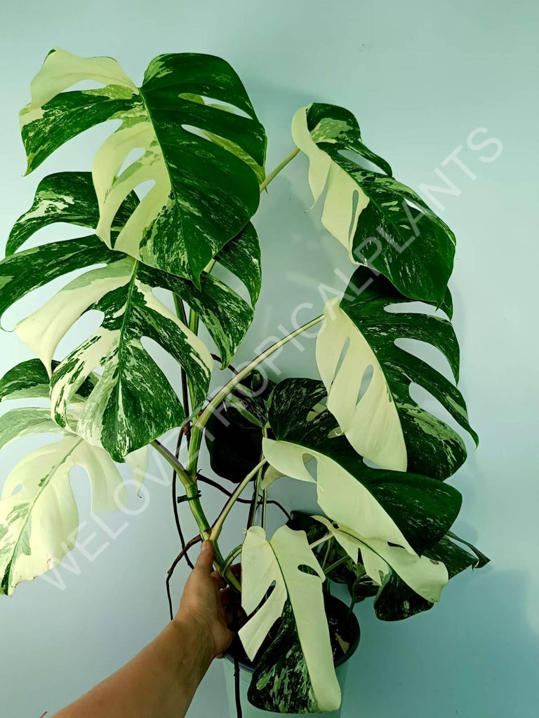 Monstera variegata albo XXL