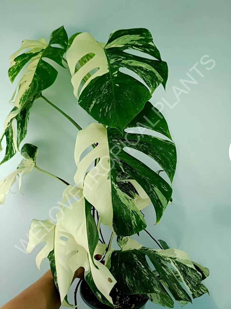 Monstera variegata albo XXL