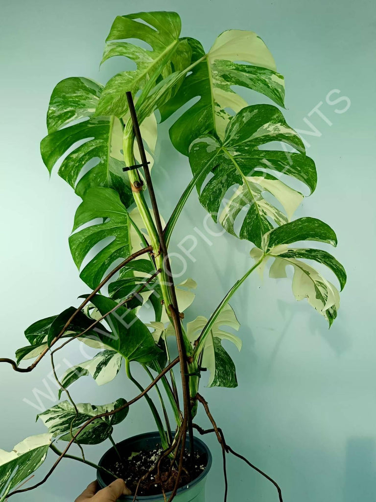 Monstera variegata albo XXL