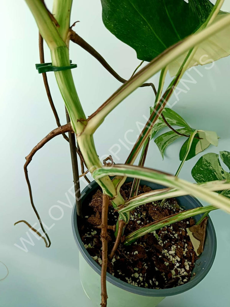 Monstera variegata albo XXL