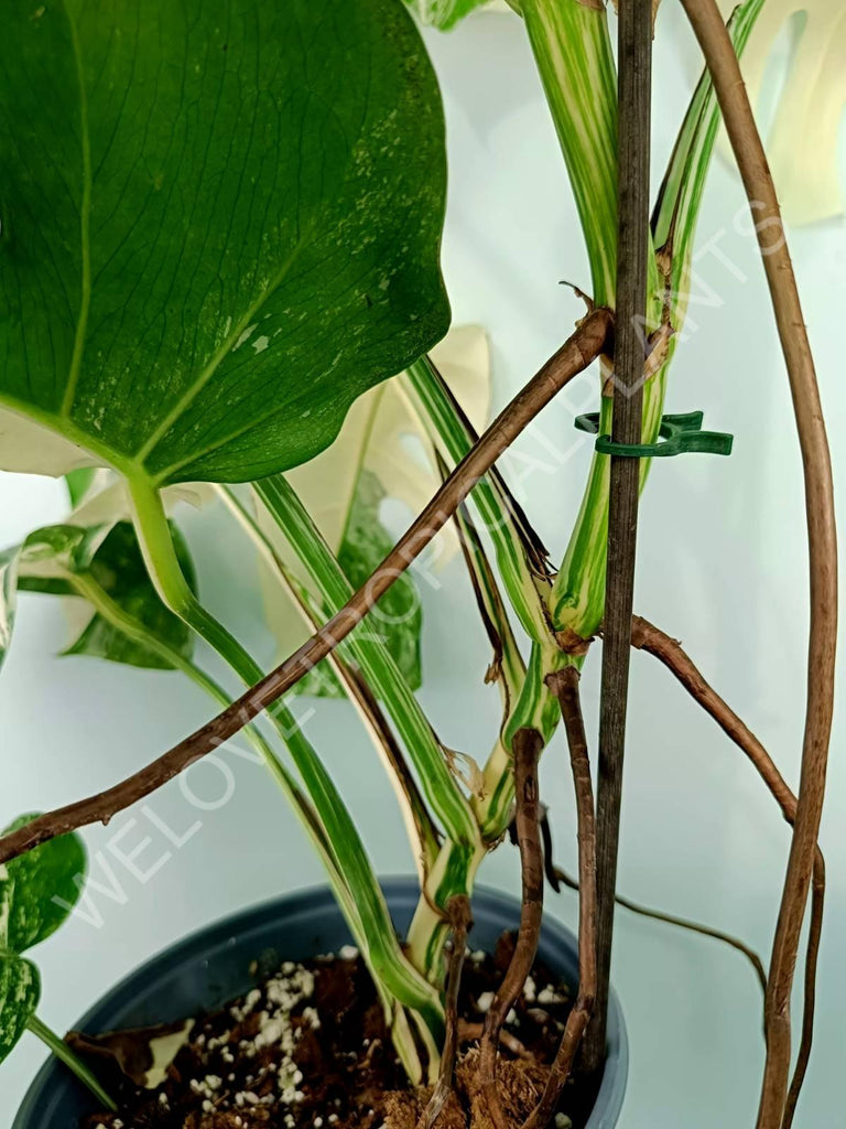 Monstera variegata albo XXL