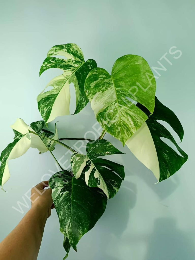 Monstera variegata albo