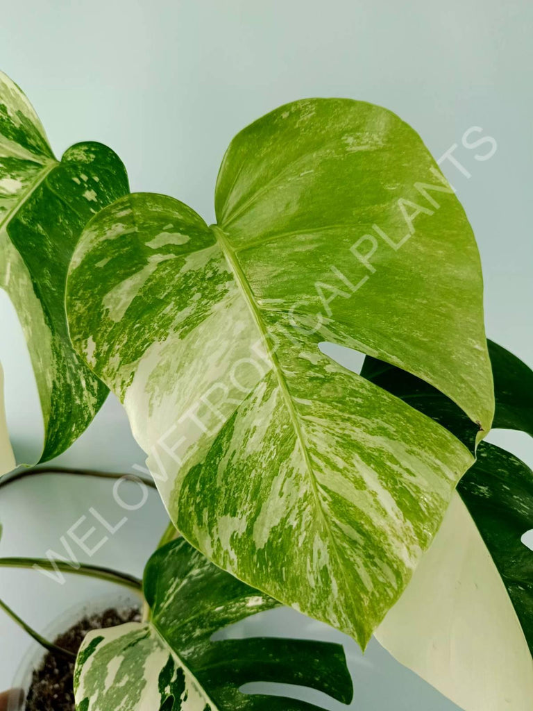 Monstera variegata albo