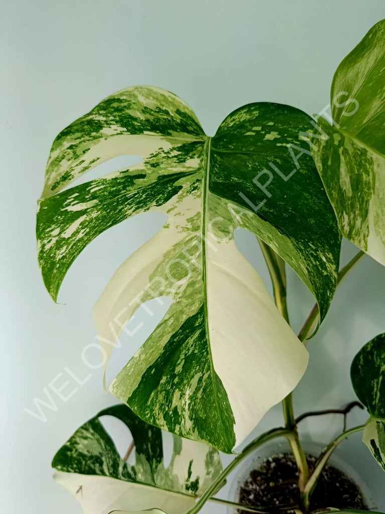 Monstera variegata albo