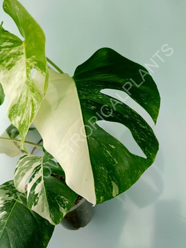 Monstera variegata albo