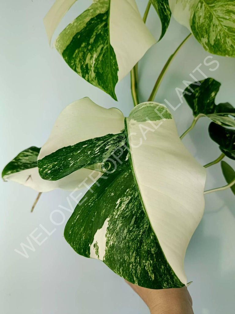 Monstera variegata albo