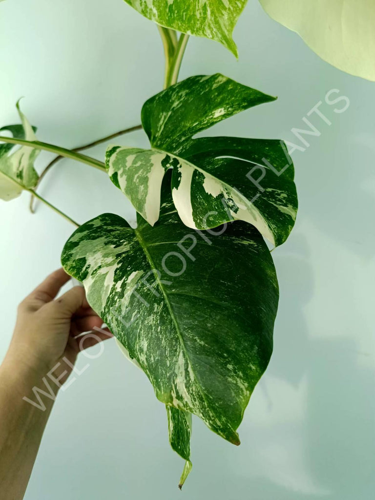 Monstera variegata albo