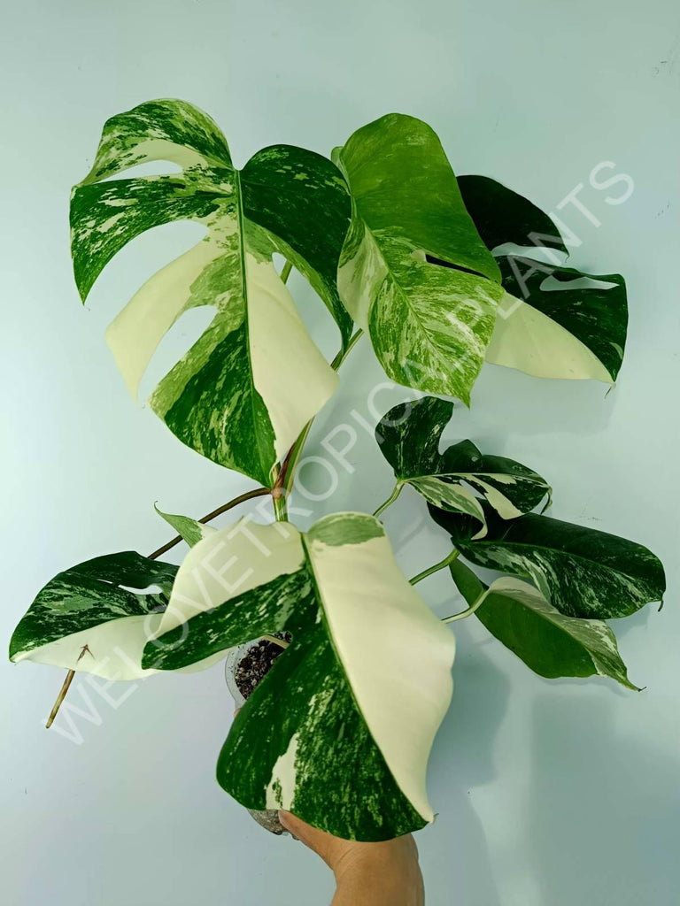 Monstera variegata albo