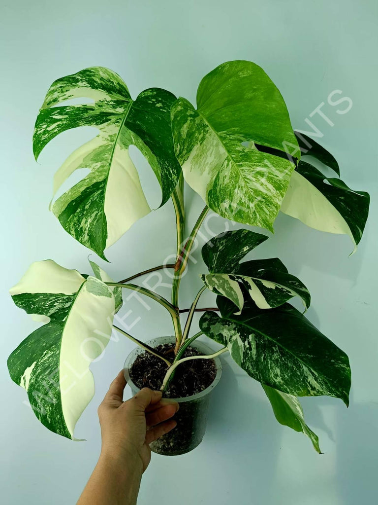 Monstera variegata albo