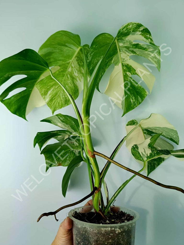 Monstera variegata albo