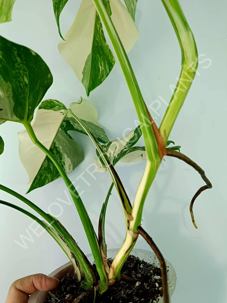 Monstera variegata albo