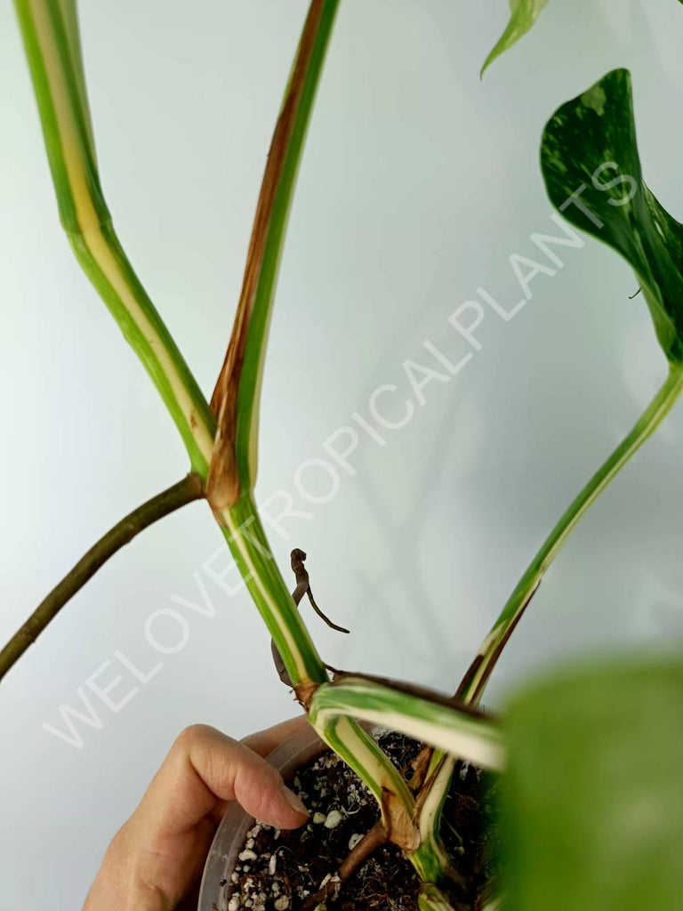 Monstera variegata albo