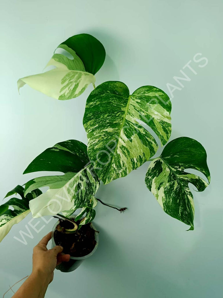 Monstera variegata albo