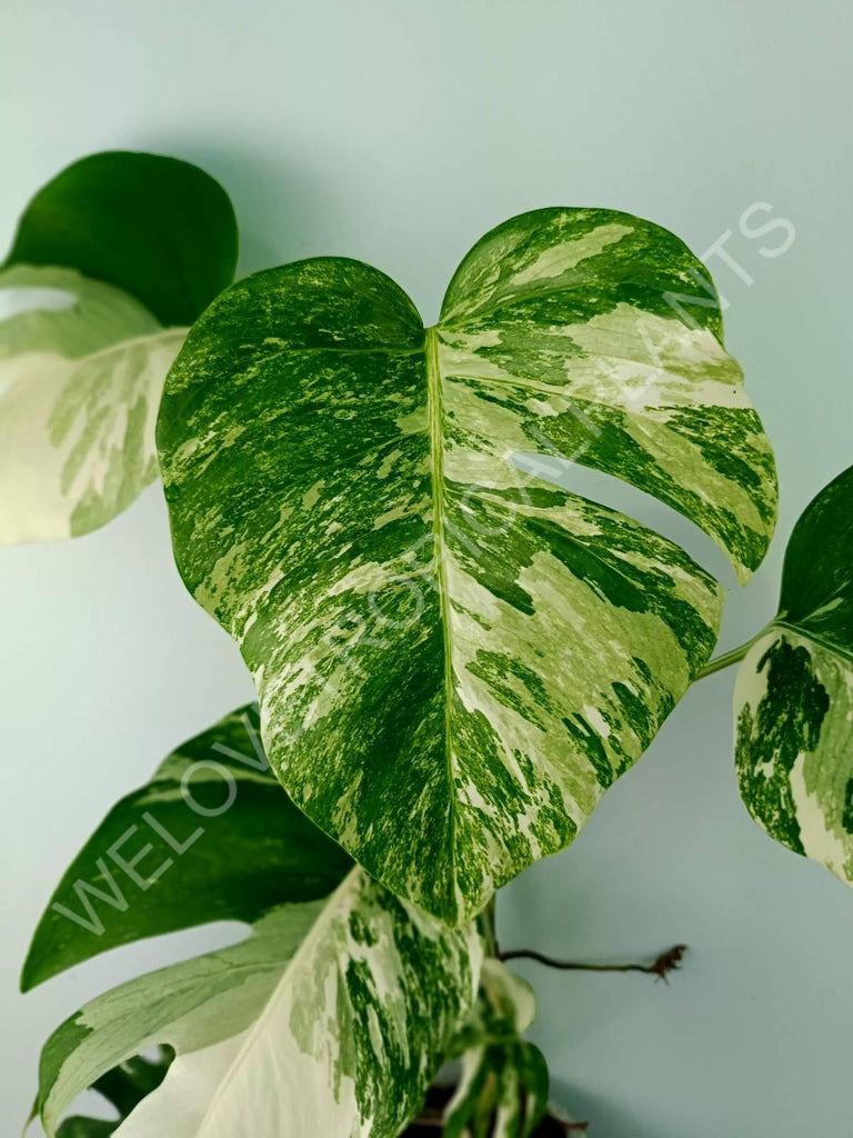 Monstera variegata albo