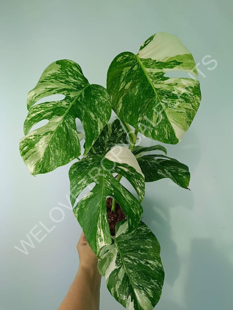 Monstera variegata albo