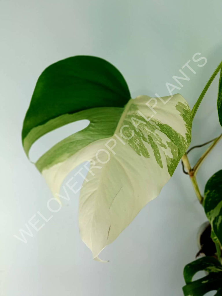 Monstera variegata albo