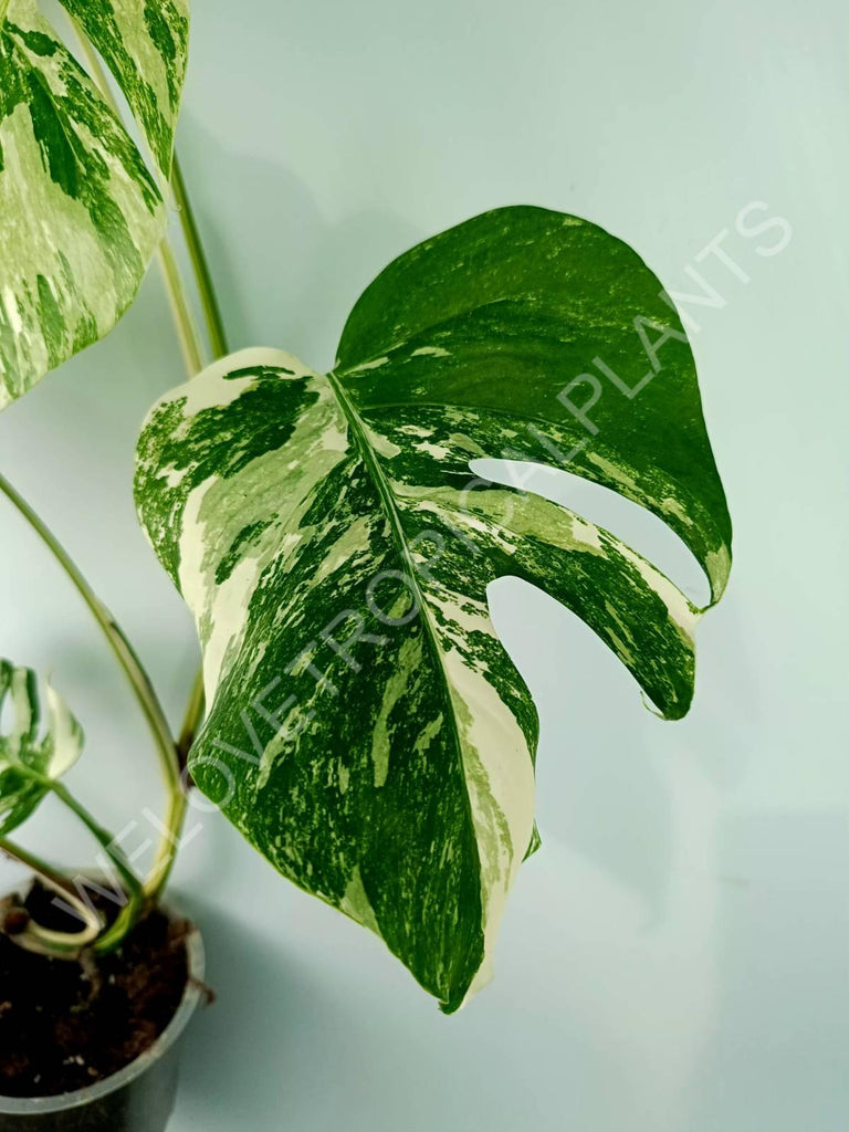 Monstera variegata albo