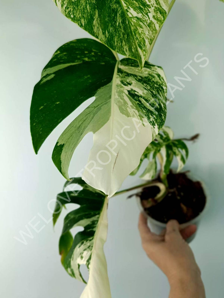 Monstera variegata albo