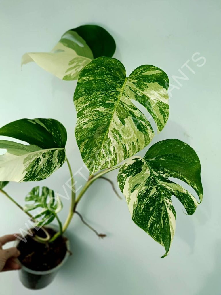 Monstera variegata albo