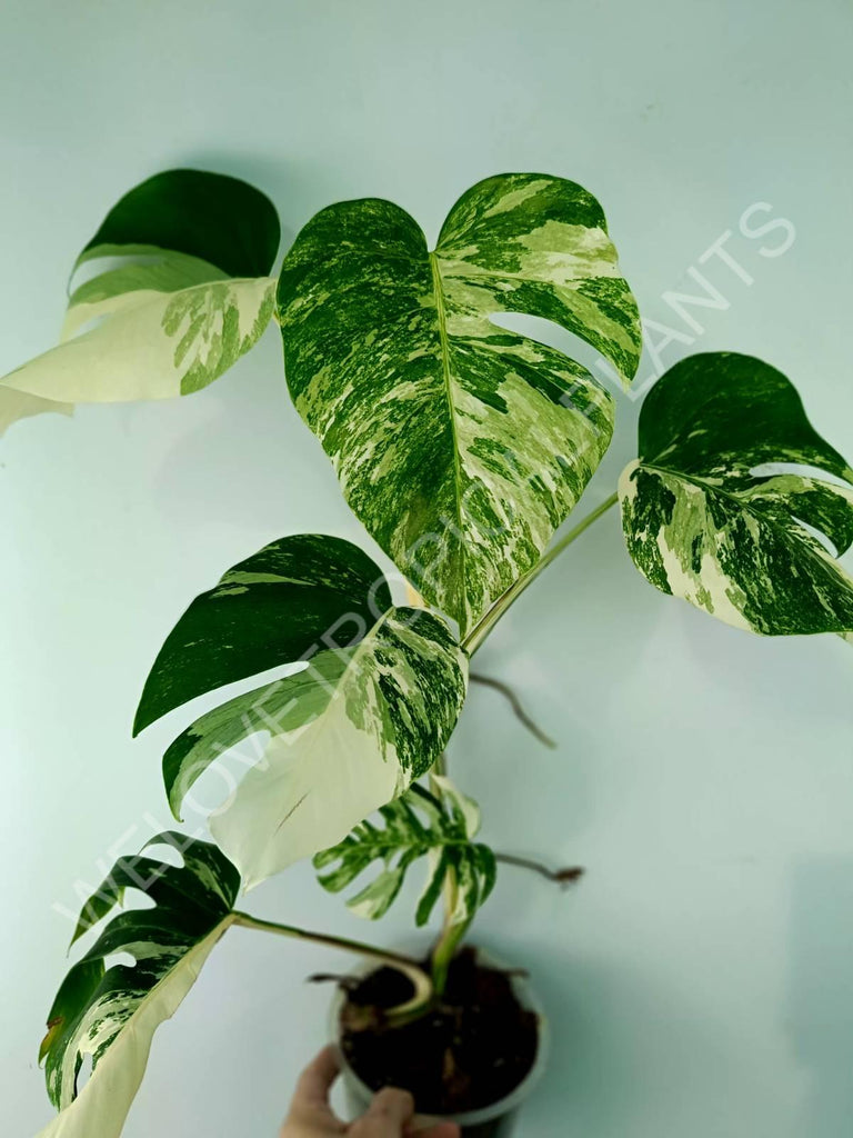 Monstera variegata albo