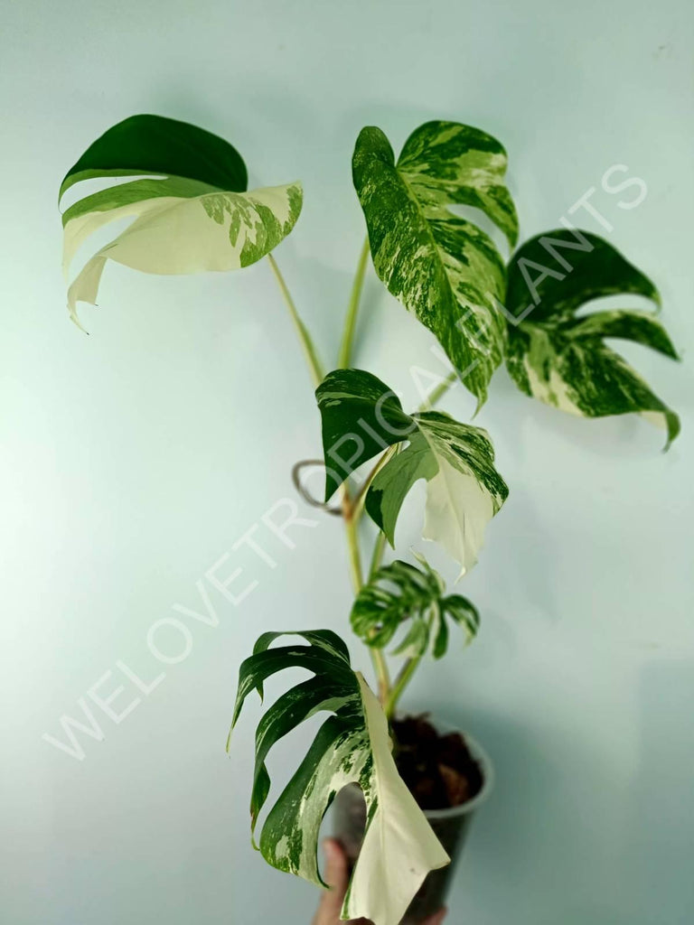 Monstera variegata albo