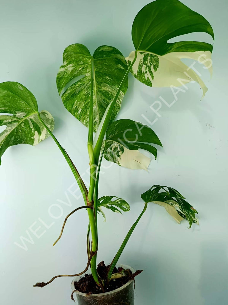 Monstera variegata albo